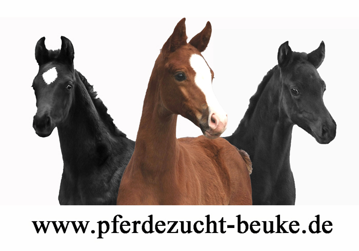 (c) Pferdezucht-beuke.de
